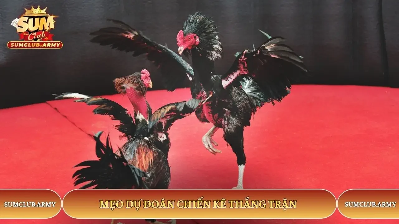 Mẹo dự đoán chiến kê thắng trận Mẹo dự đoán chiến kê thắng trận