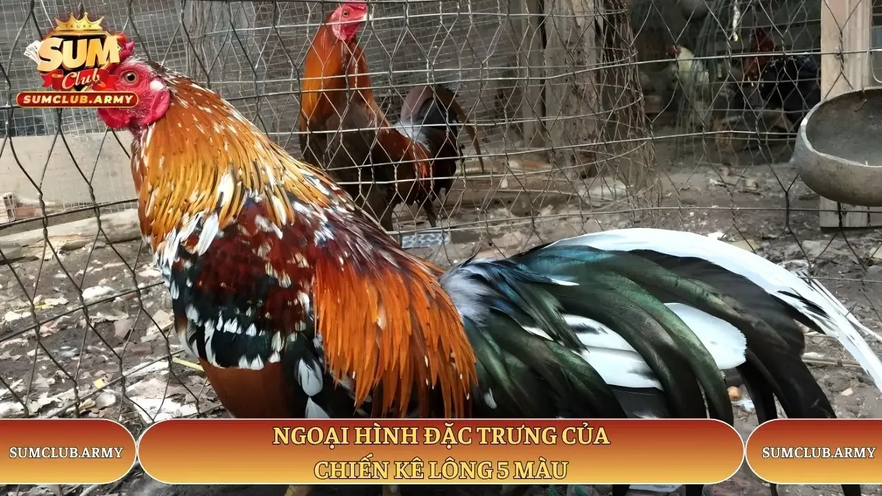 Ngoại hình đặc trưng của chiến kê lông 5 màu tại Sumclub Ngoại hình đặc trưng của chiến kê lông 5 màu tại Sumclub