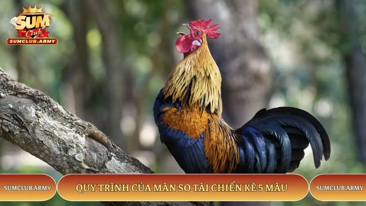 Quy trình của màn so tài chiến kê 5 màu Quy trình của màn so tài chiến kê 5 màu