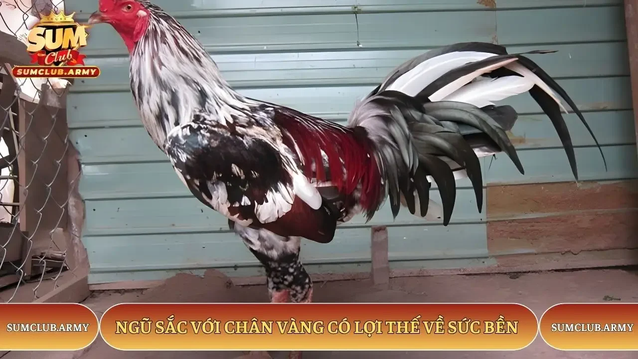 Ngũ sắc với chân vàng có lợi thế về sức bền Ngũ sắc với chân vàng có lợi thế về sức bền